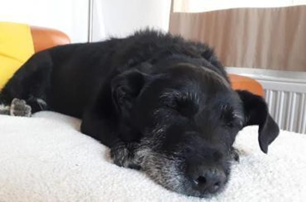 Dieses Gute-Laune-Paket ist Akira