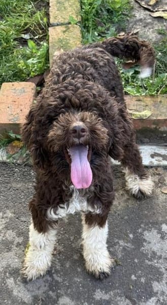 Wunderschöne Lagottomix