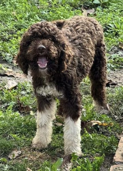 Wunderschöne Lagottomix