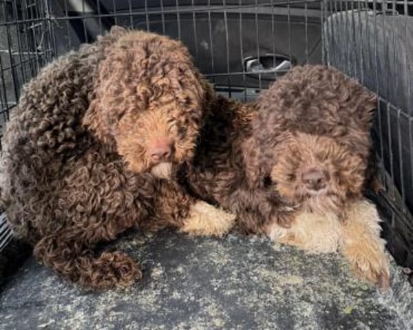 Wunderschöne Lagottomix