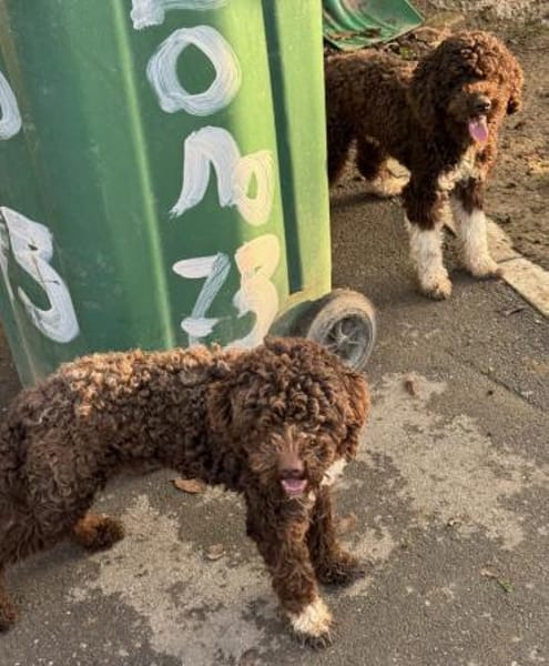 Wunderschöne Lagottomix