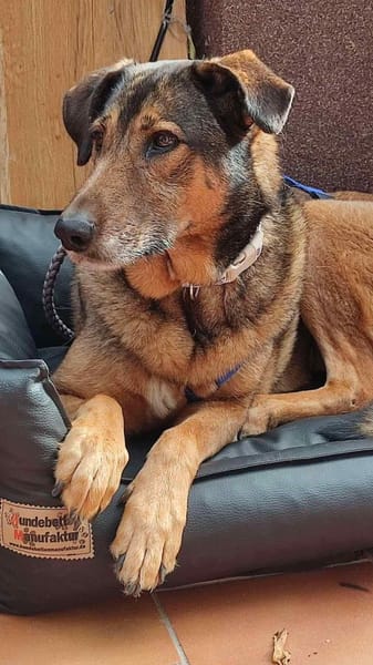 Sanfte Keeva sucht ihr Für-Immer-Zuhause