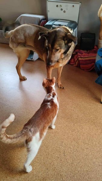 Sanfte Keeva sucht ihr Für-Immer-Zuhause