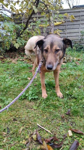 Sanfte Keeva sucht ihr Für-Immer-Zuhause