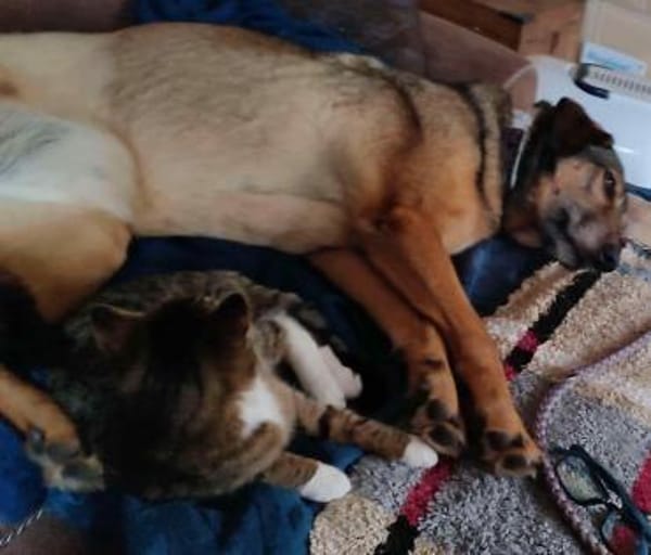 Sanfte Keeva sucht ihr Für-Immer-Zuhause