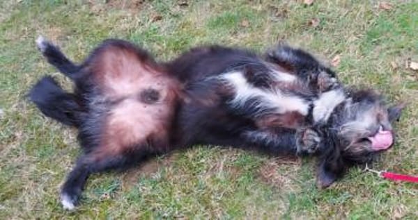 Gartenliebhaber Leroy auf Heimatsuche