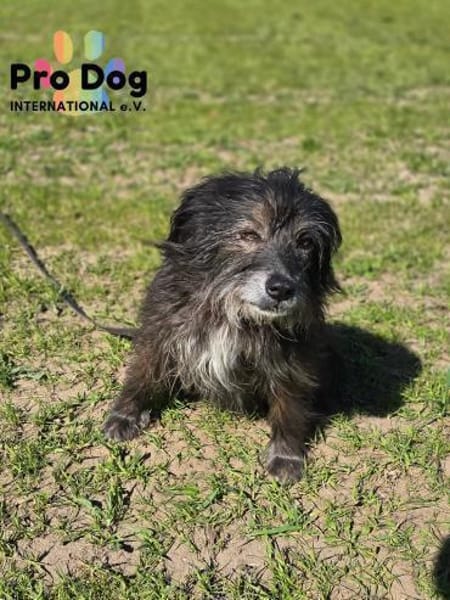 Betty auf Pflegestelle