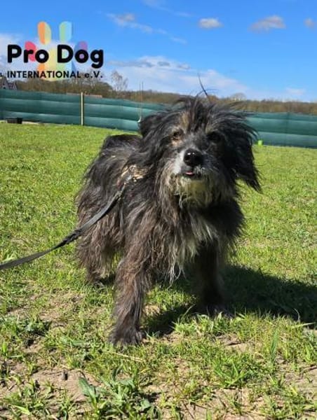 Betty auf Pflegestelle