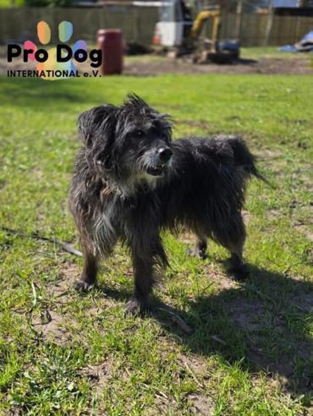 Betty auf Pflegestelle