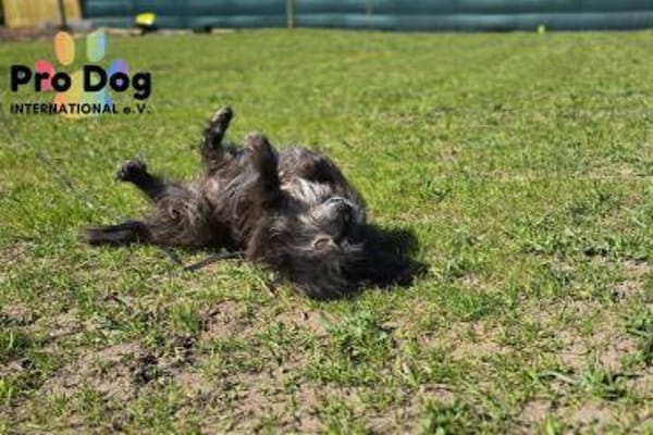 Betty auf Pflegestelle