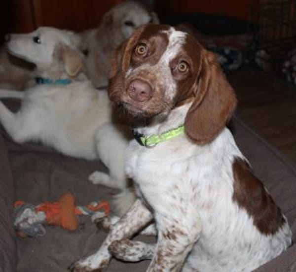 Bezaubernde kleine Iza sucht ein Zuhause