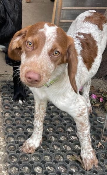 Bezaubernde kleine Iza sucht ein Zuhause