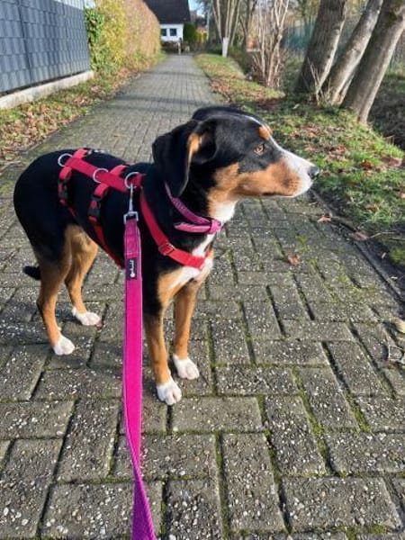 Liebe Missy sucht ihre Menschen