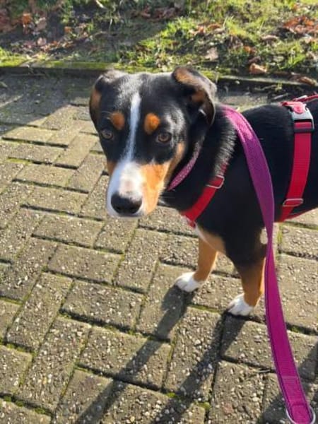 Liebe Missy sucht ihre Menschen