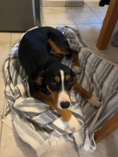 Liebe Missy sucht ihre Menschen