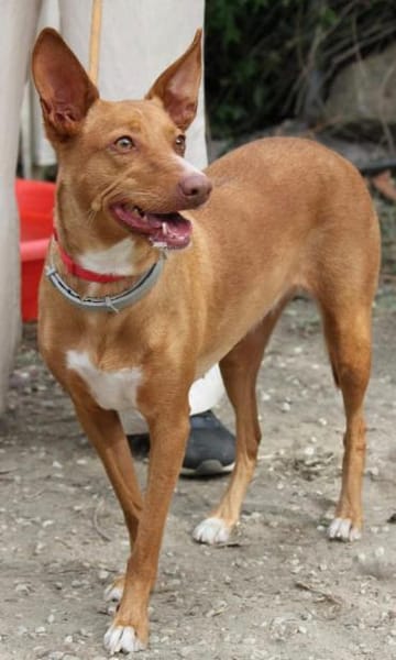 Wunderschöne Venus sucht eine Familie