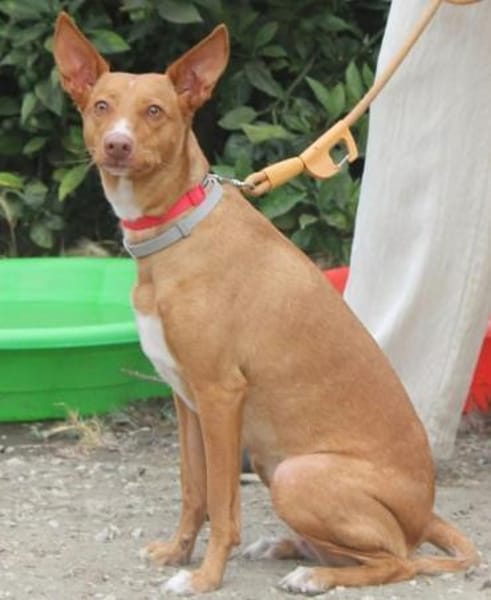 Wunderschöne Venus sucht eine Familie