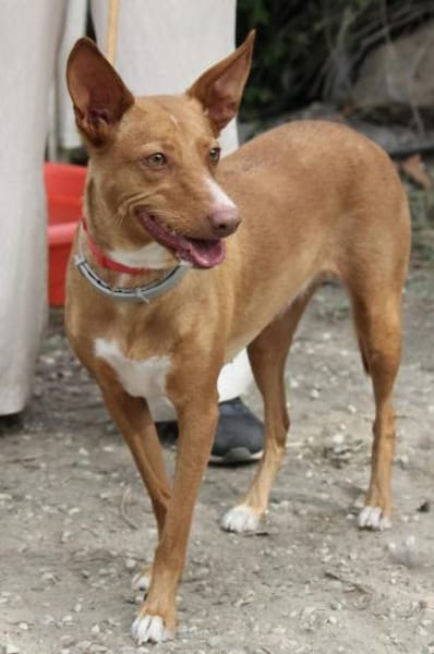 Wunderschöne Venus sucht eine Familie