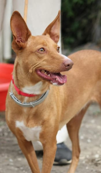 Wunderschöne Venus sucht eine Familie