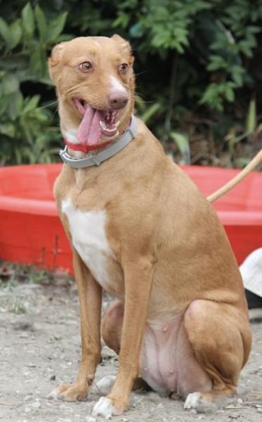 Wunderschöne Venus sucht eine Familie