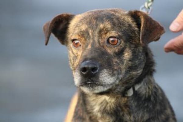 Gustav - fröhlich u. verspielt