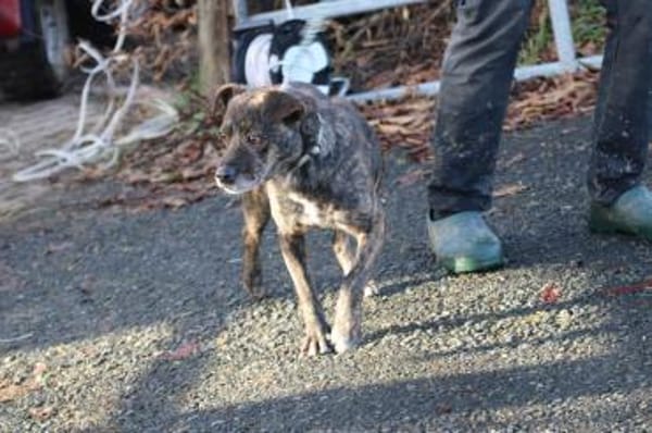 Gustav - fröhlich u. verspielt