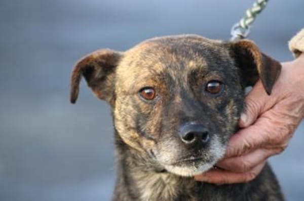 Gustav - fröhlich u. verspielt