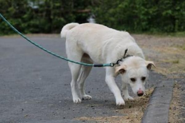 Siriu - zutraulich u. aufgeweckt
