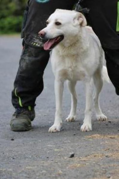 Siriu - zutraulich u. aufgeweckt