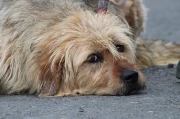 Bamboo - zutraulich u. kinderlieb