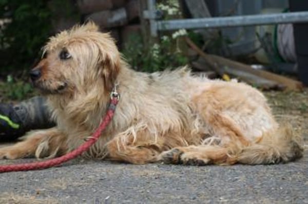 Bamboo - zutraulich u. kinderlieb