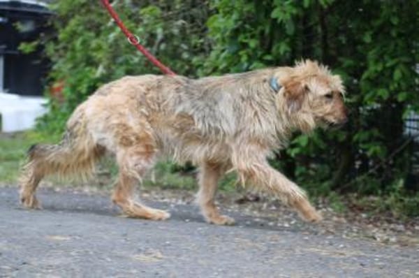 Bamboo - zutraulich u. kinderlieb