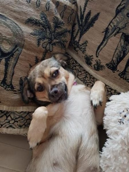 Paula - klein, lieb braucht Hilfe