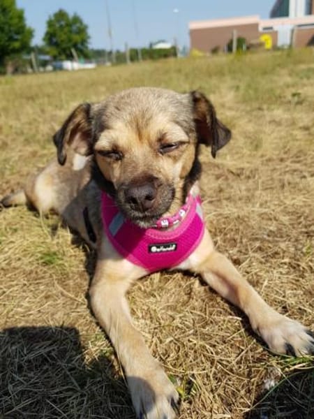 Paula - klein, lieb braucht Hilfe