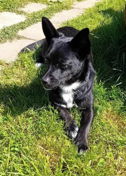 Jungspund JERRY, wo darf er einziehen?