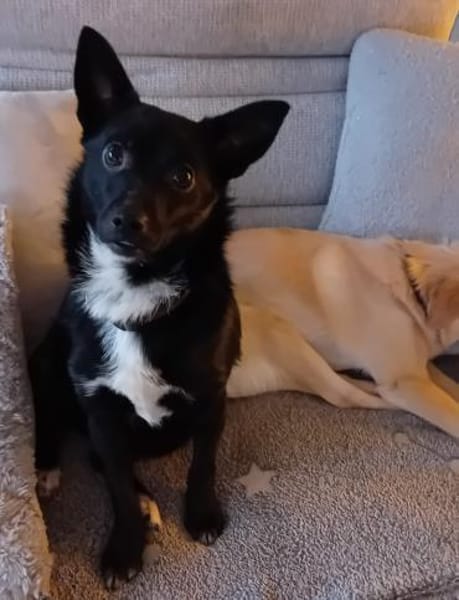 Jungspund JERRY, wo darf er einziehen?