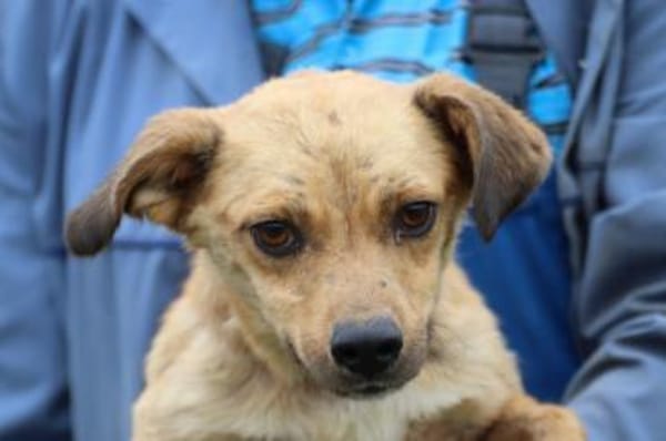 Camaro - kinderlieber Familienhund