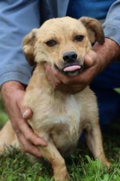 Camaro - kinderlieber Familienhund