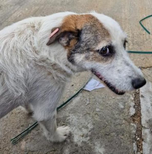 Milo, ehemaliger Streuner sucht Wärme