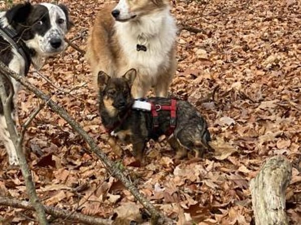 Astri unsere Minimaus