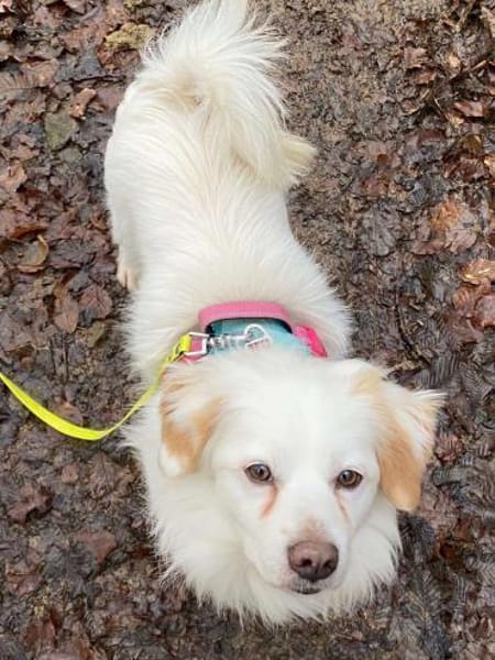 Schmusefreund TY sucht seine Familie