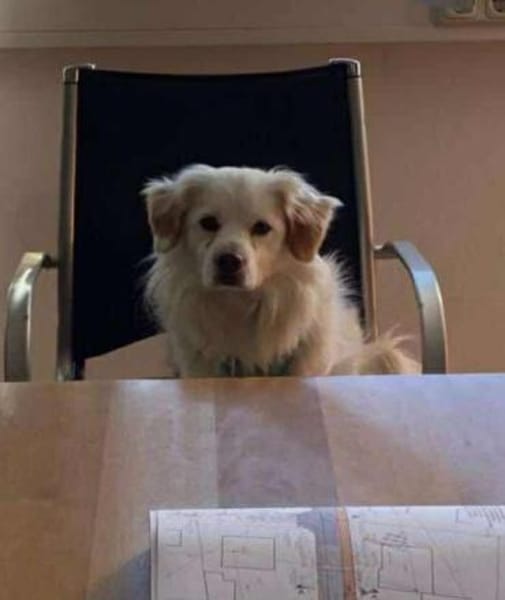 Schmusefreund TY sucht seine Familie