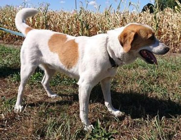 Aktiver Schmusebär Sarp- 49419 Wagenfeld