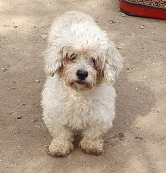 Bailey° in 65195 Wiesbaden