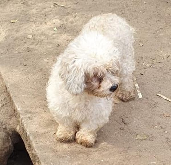 Bailey° in 65195 Wiesbaden