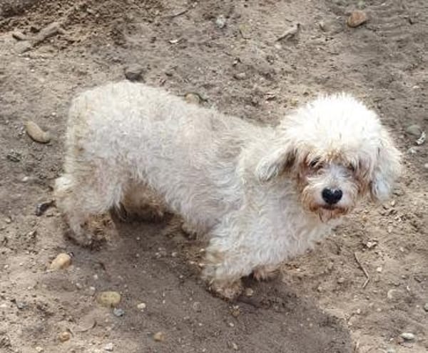 Bailey° in 65195 Wiesbaden