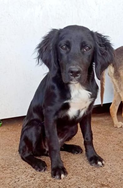 Welpenmädchen Beau sucht ein Zuhause