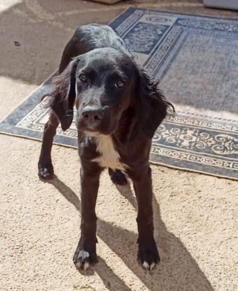 Welpenmädchen Beau sucht ein Zuhause