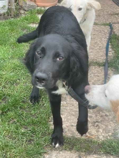 Welpenmädchen Beau sucht ein Zuhause