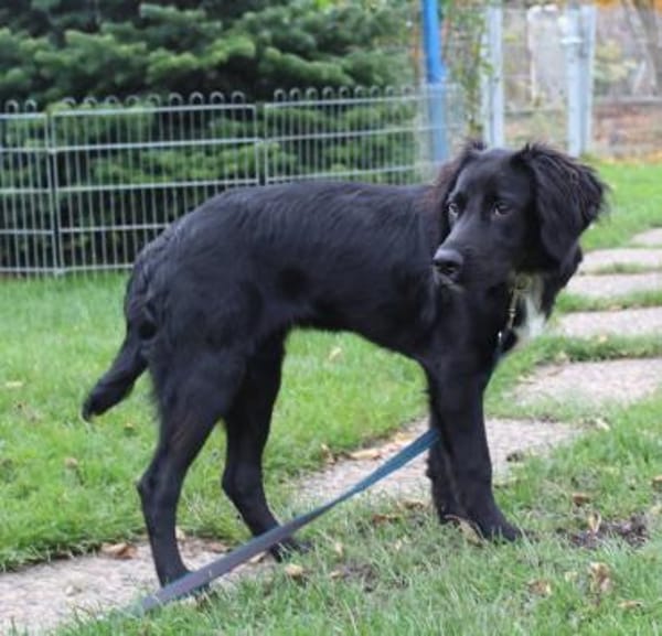 Welpenmädchen Beau sucht ein Zuhause